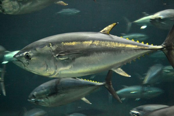 Pacific-bluefin-tuna.-Photo-credit